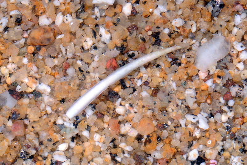 Ditrupa arietina